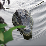 Crocodile Head Remote Control  Boat